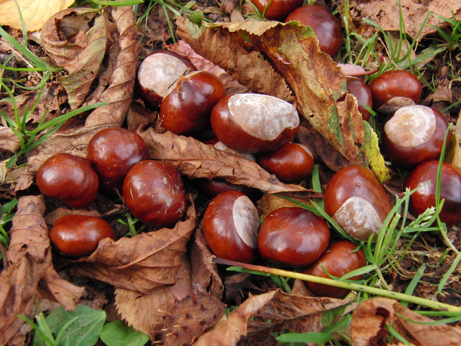 Kastaniengruppe am Boden Kastaniengruppe am Boden