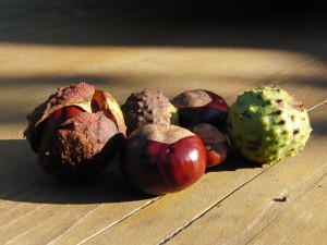 Kastaniengruppe auf Holztisch Kastaniengruppe auf Holztisch