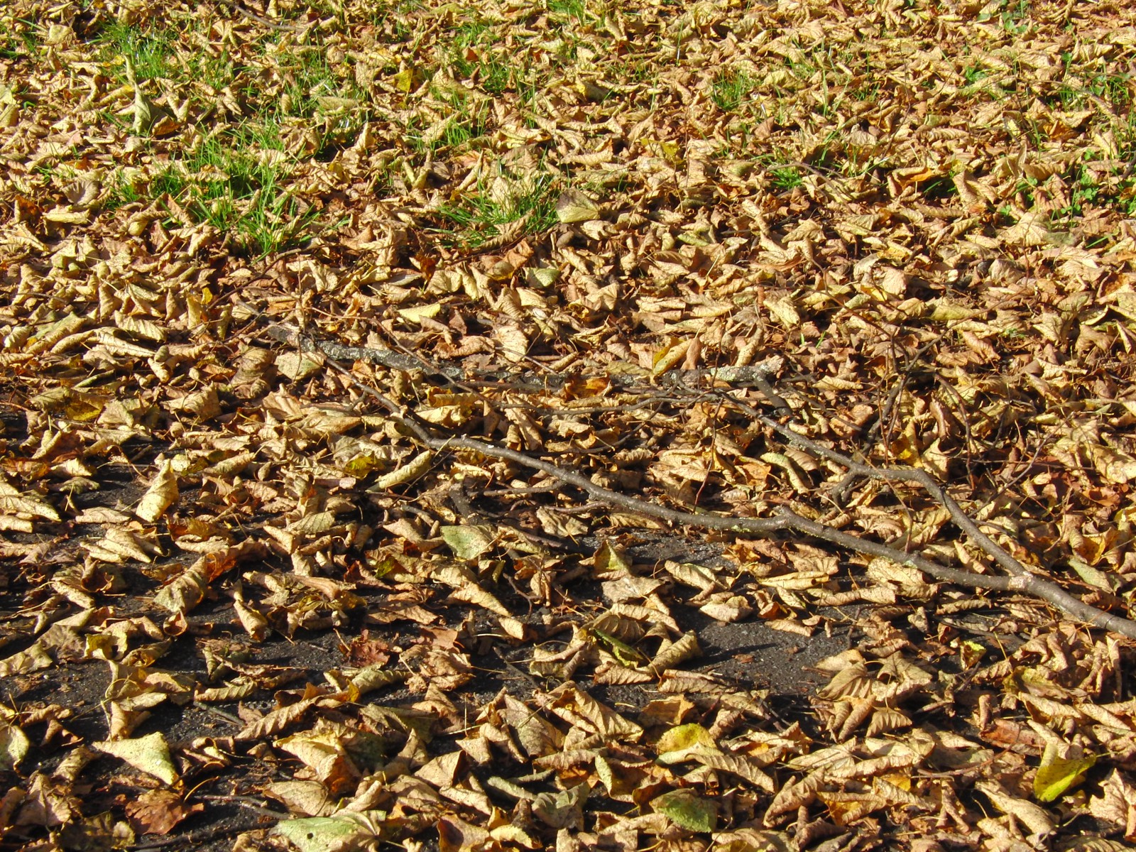 Abgebrochener Ast im Herbstlaub Abgebrochener Ast im Herbstlaub