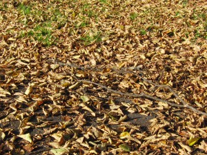 Abgebrochener Ast im Herbstlaub Abgebrochener Ast im Herbstlaub