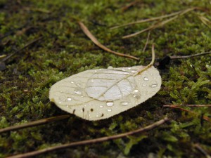Beiges Herbstblatt mit Wassertropfen Beiges Herbstblatt mit Wassertropfen