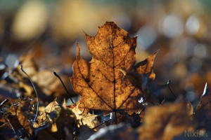 Blatt im Herbst Blatt im Herbst