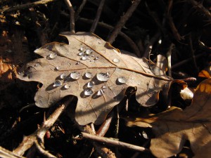 Braunes Eichelblatt mit Wassertropfen Braunes Eichelblatt mit Wassertropfen