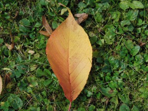 Braunes Herbstblatt auf der Wiese Braunes Herbstblatt auf der Wiese