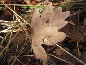 Braunes Herbstblatt mit Wassertropfen Braunes Herbstblatt mit Wassertropfen