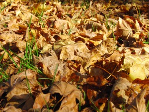 Braunes Laub im Sonnenlicht 3 Braunes Laub im Sonnenlicht 3