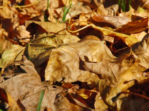 Braunes Laub im Sonnenlicht 2 Braunes Laub im Sonnenlicht 2