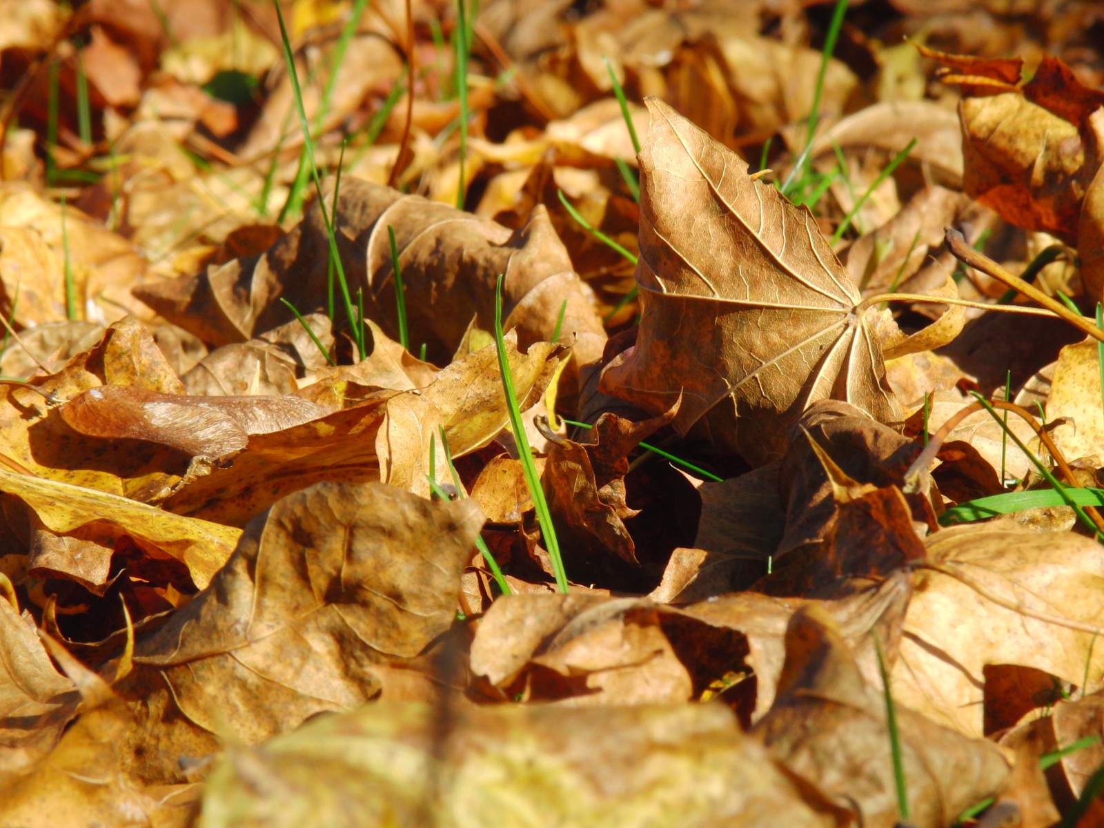 Braunes Laub im Sonnenlicht 1 Braunes Laub im Sonnenlicht 1