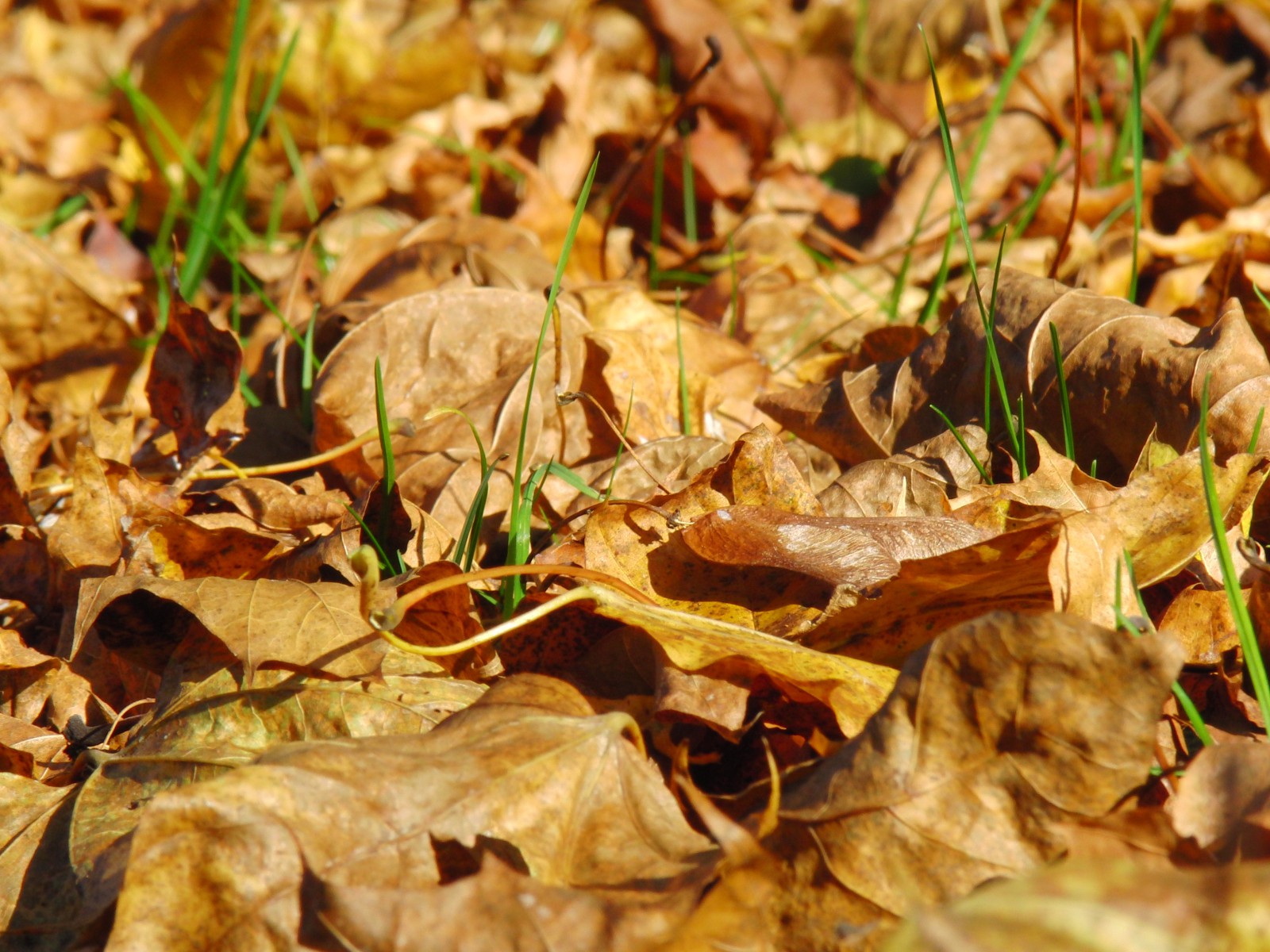 Braunes Laub im Sonnenlicht 3 Braunes Laub im Sonnenlicht 3