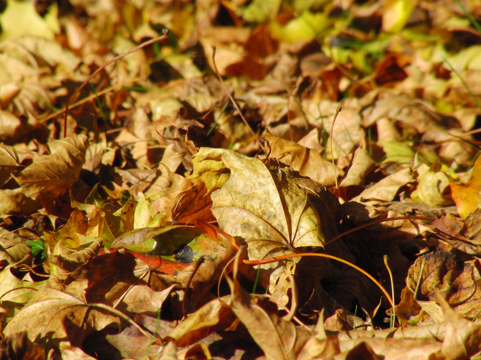 Braunes Laub im Sonnenlicht 2 Braunes Laub im Sonnenlicht 2