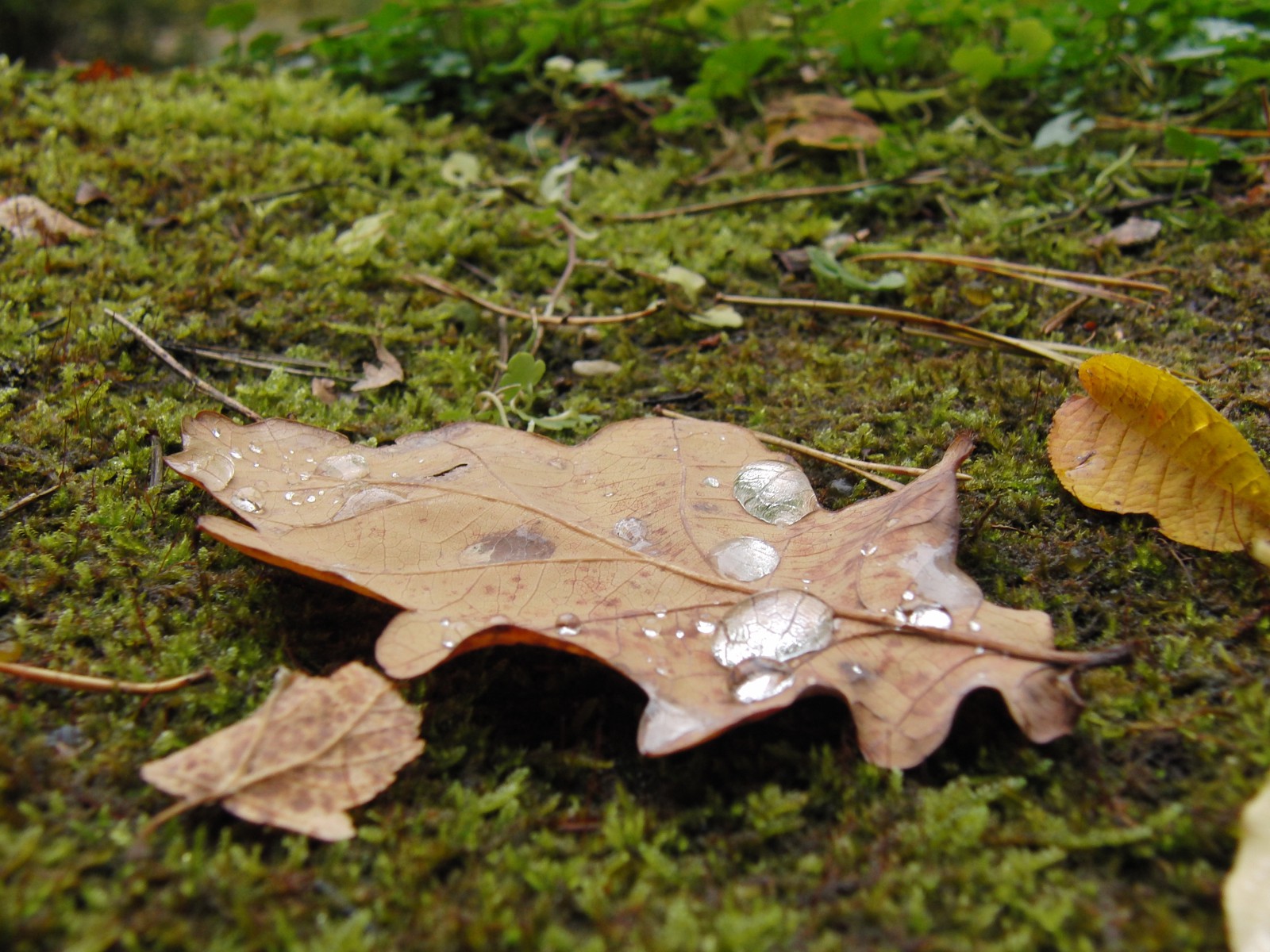Braunes Laub mit Wassertropfen auf Moos Braunes Laub mit Wassertropfen auf Moos