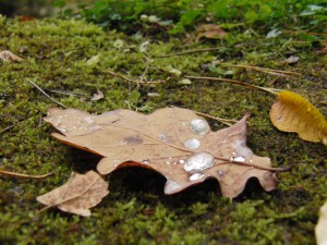 Braunes Laub mit Wassertropfen auf Moos