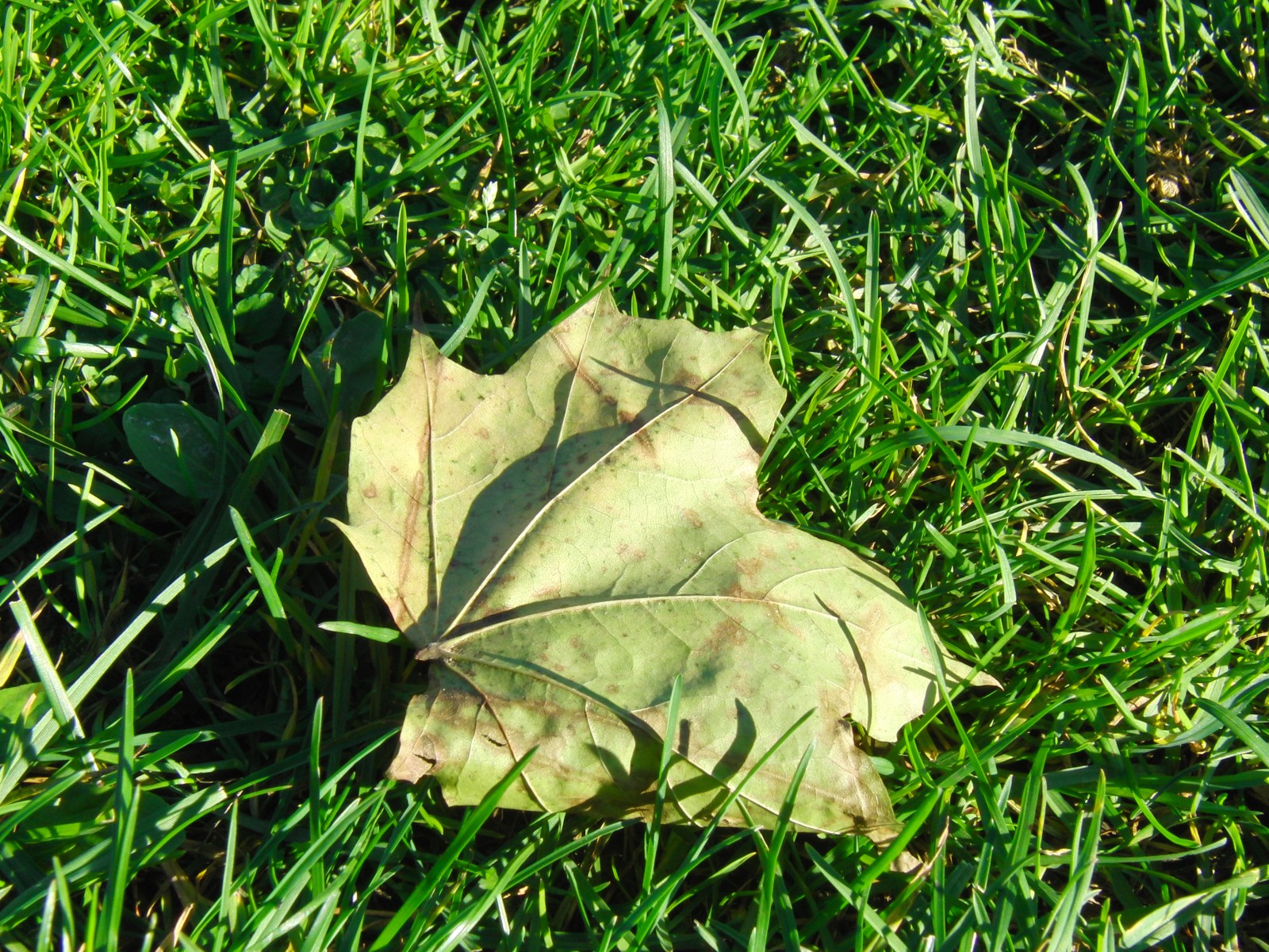 Die ersten Ahornblätter fallen Die ersten Ahornblätter fallen