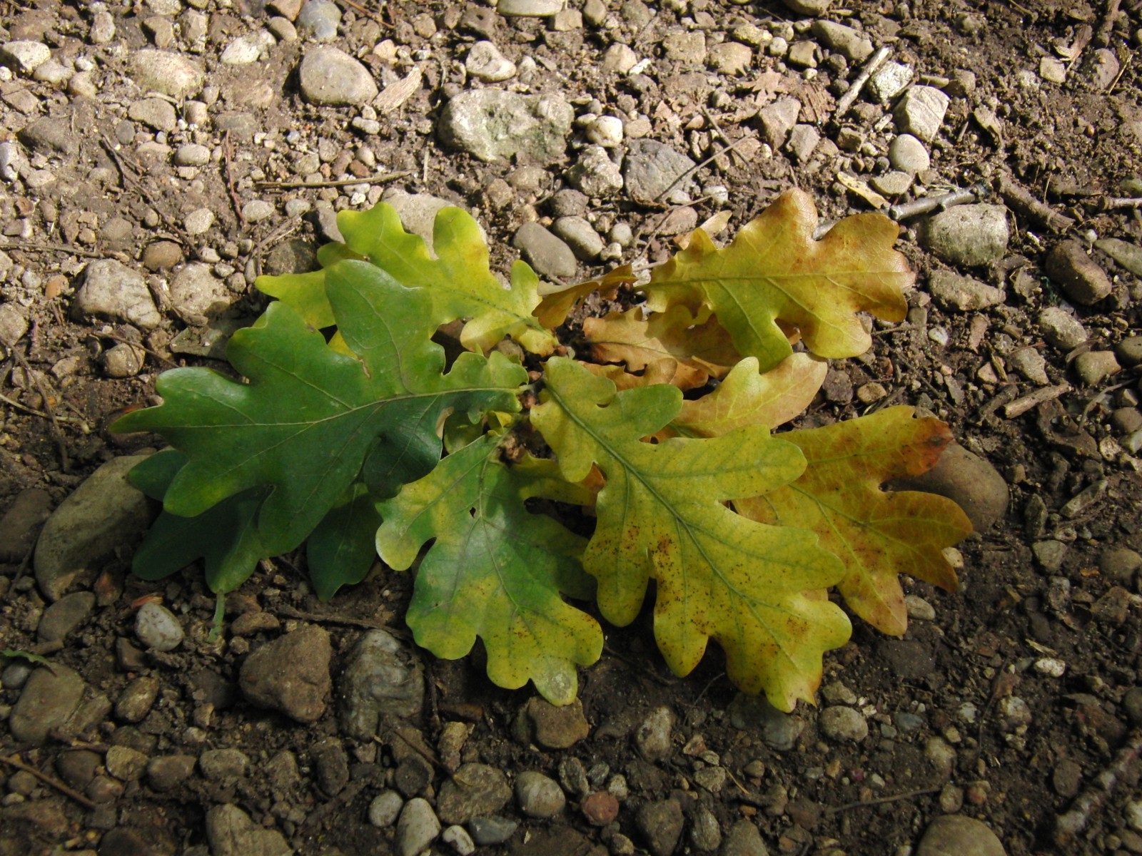Eichellaubbüschel am Boden Eichellaubbüschel am Boden