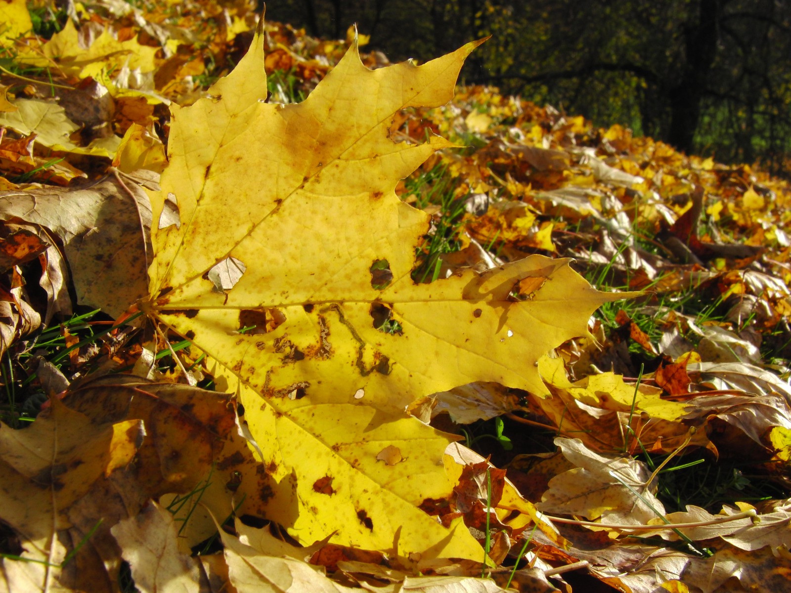 Gelbgoldenes Ahornblatt am Boden Gelbgoldenes Ahornblatt am Boden