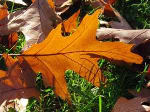 Gold-braunes Herbstblatt Gold-braunes Herbstblatt