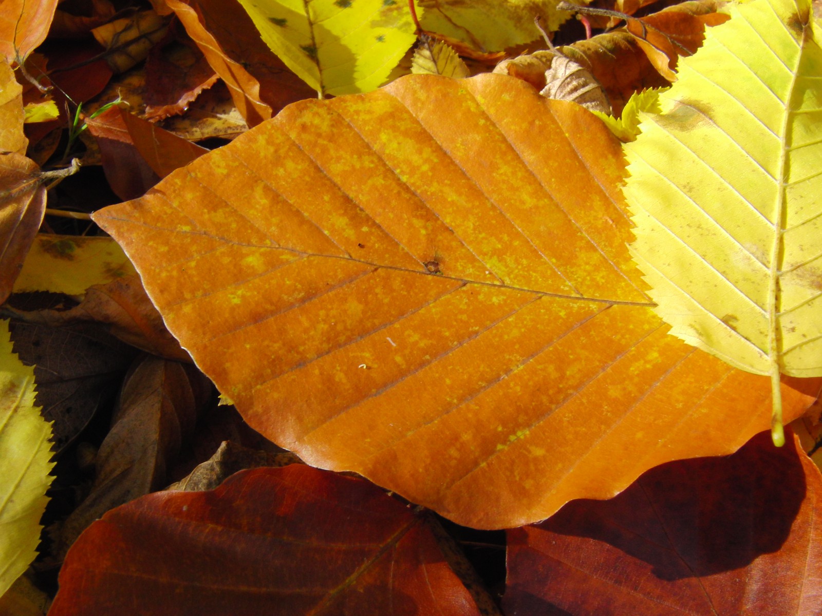 Gold gelbes Buchenblatt am Boden Gold gelbes Buchenblatt am Boden