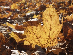 Goldener glanz am Boden Goldener glanz am Boden
