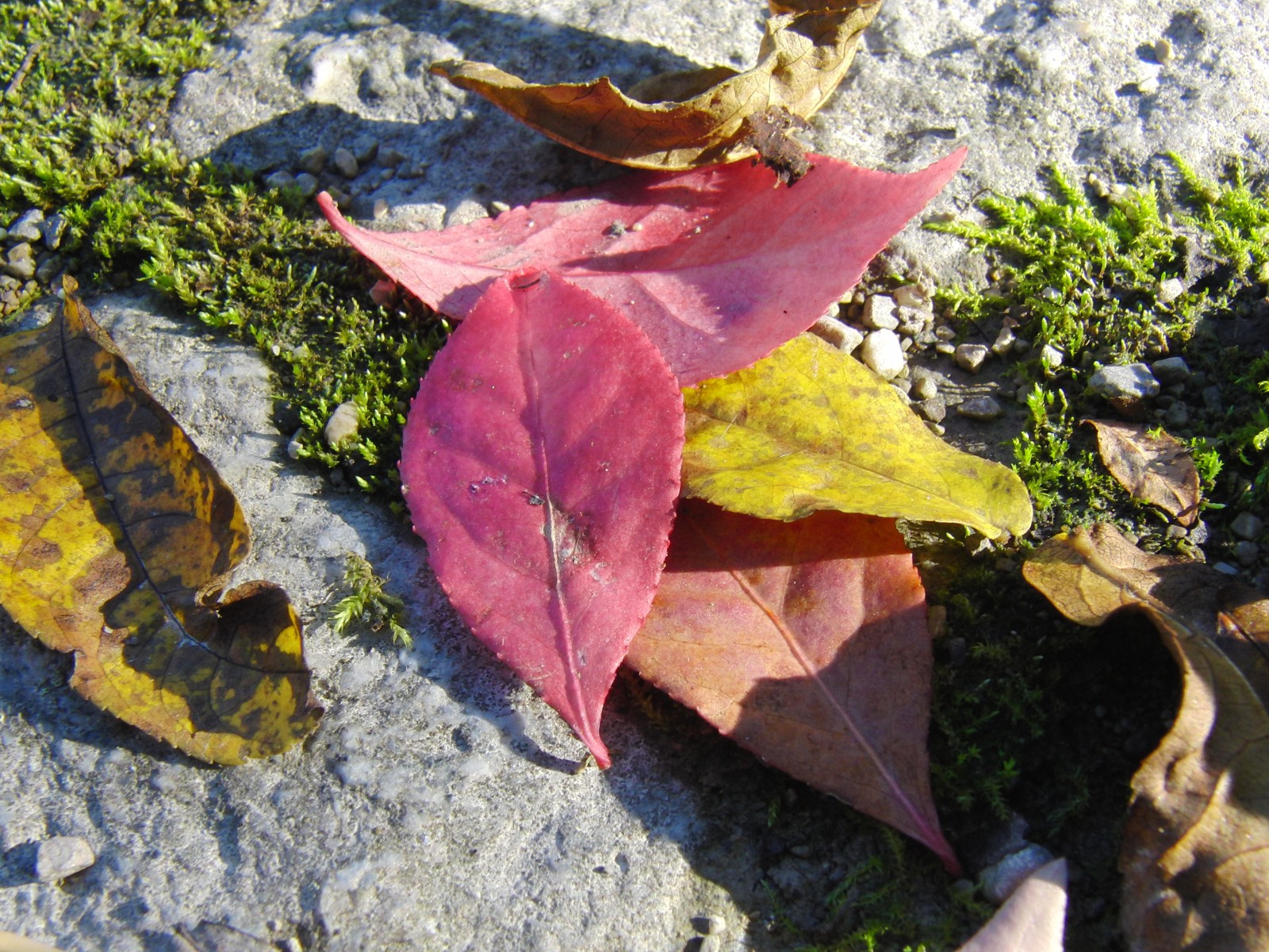 Herbstblatt mix auf Stein Herbstblatt mix auf Stein