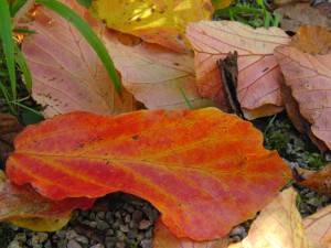 Herbstblatt rot ornge