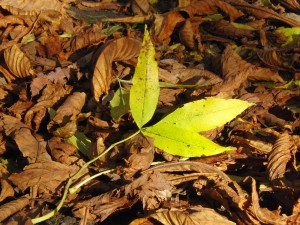 Herbstdreiblatt