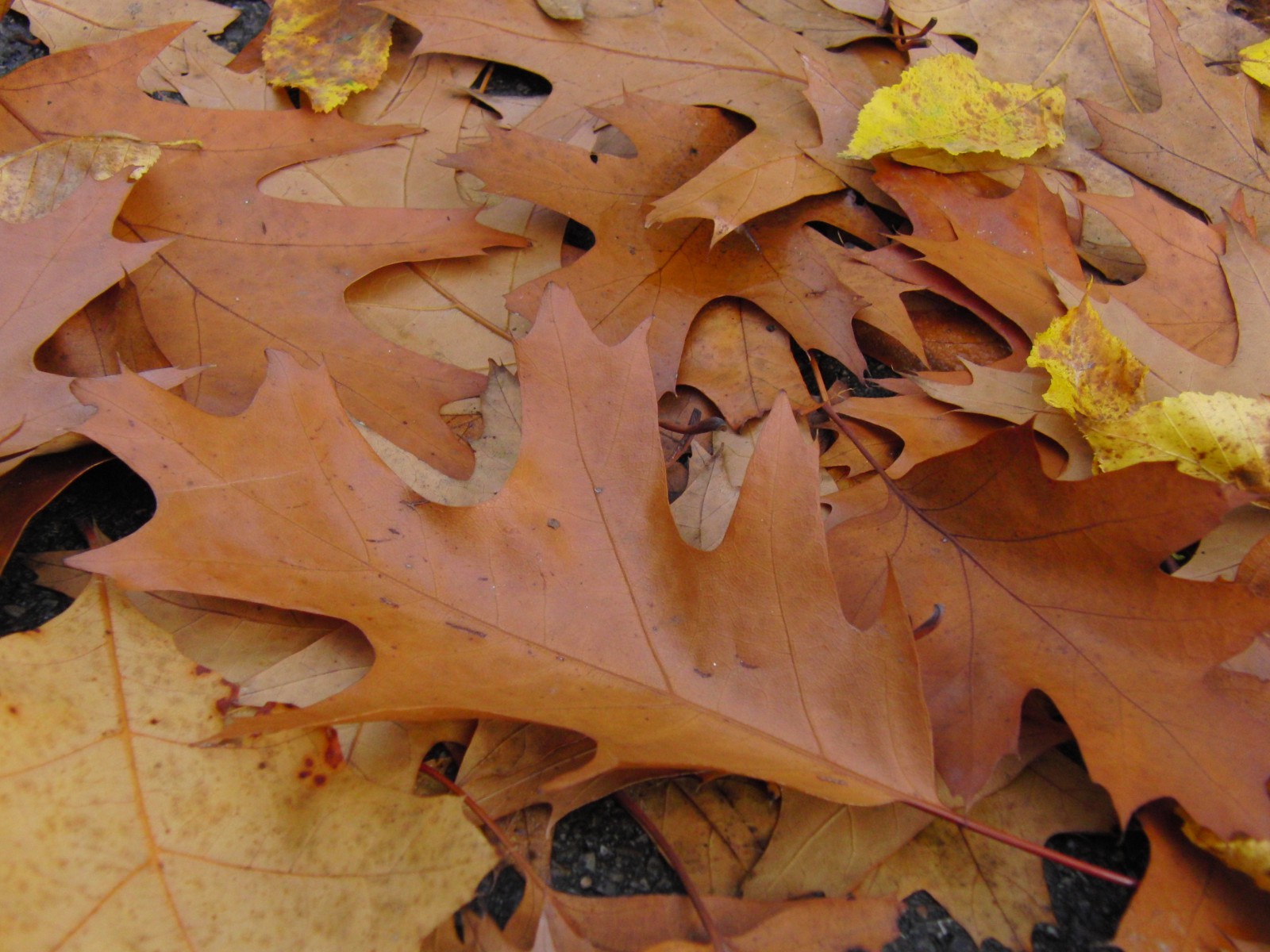 Abgebrochener Ast im Herbstlaub Abgebrochener Ast im Herbstlaub