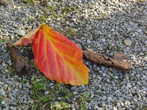 Herbstblatt im Kies Herbstblatt im Kies