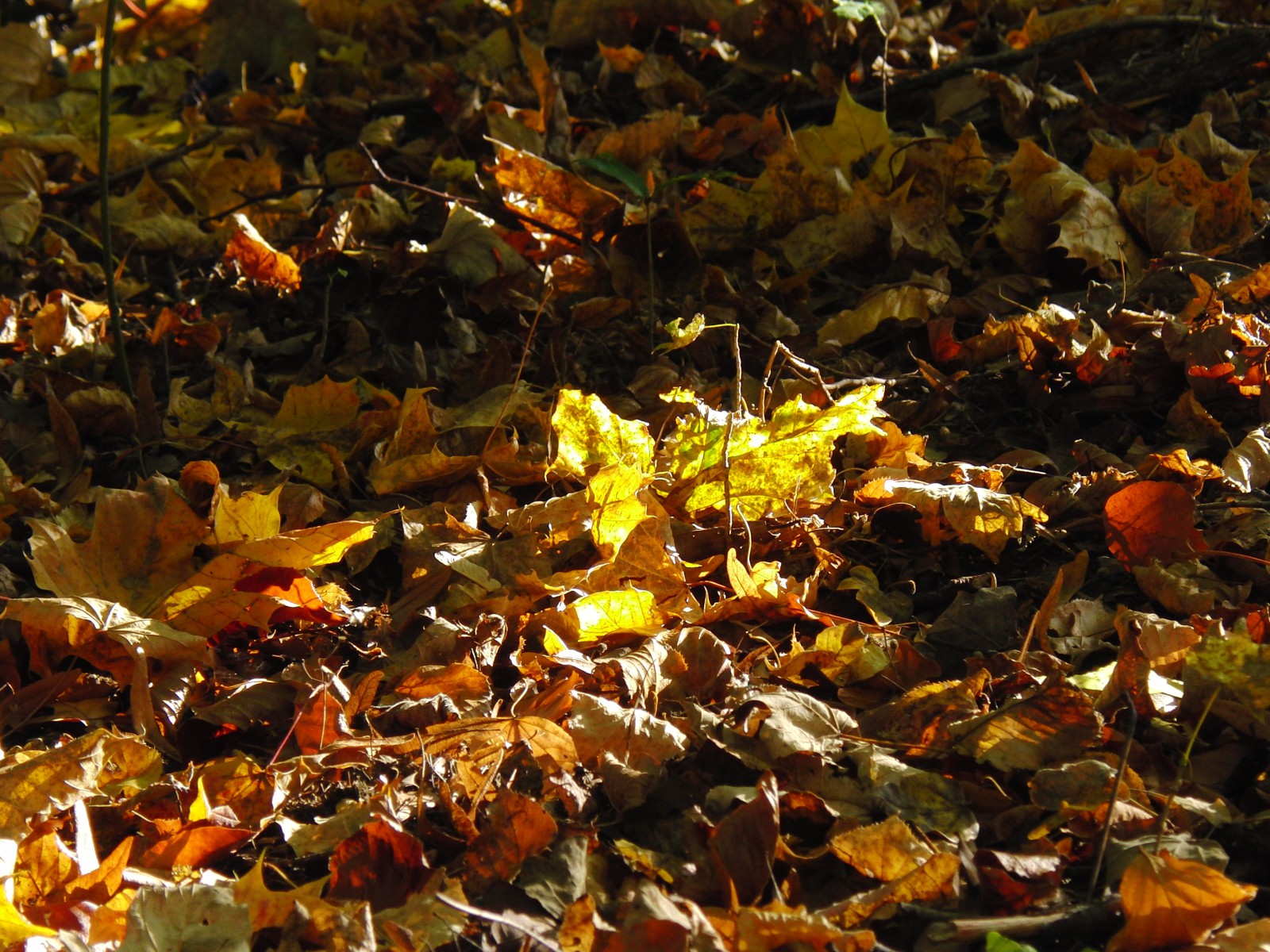 Laub am Boden von Sonnenlicht bestrahlt 3 Laub am Boden von Sonnenlicht bestrahlt 3
