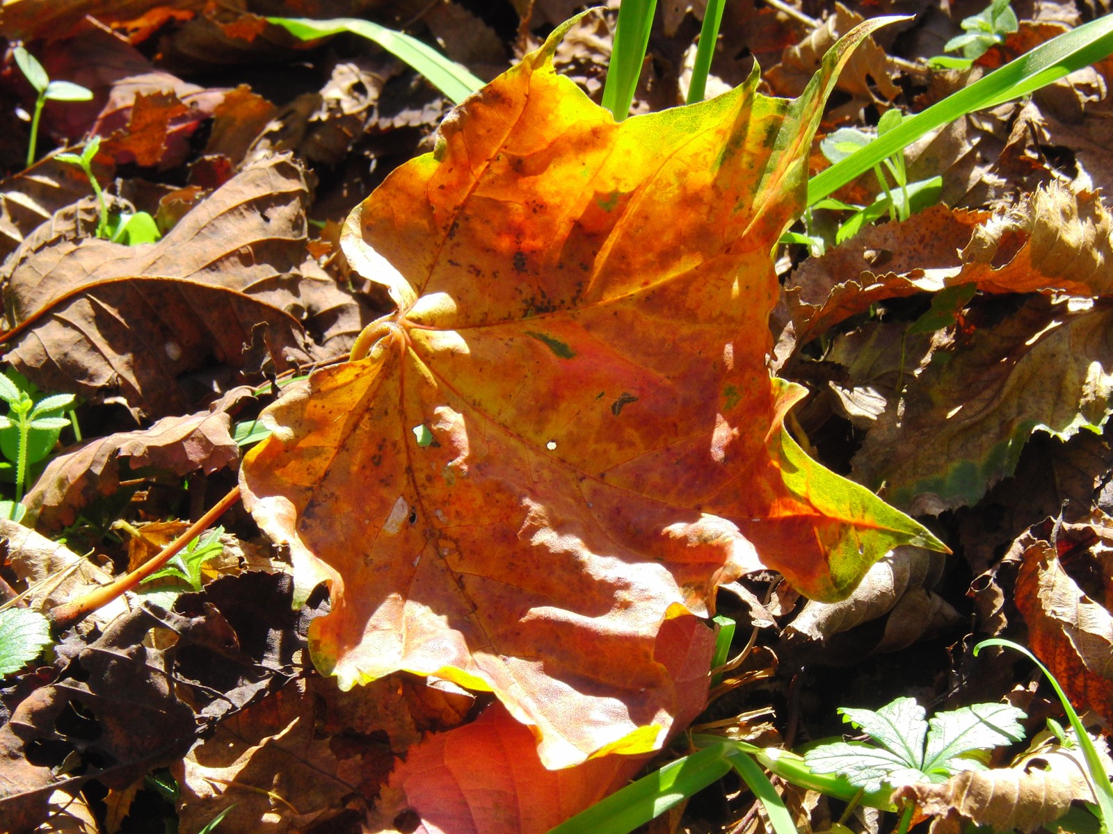 Laub am Boden von Sonnenlicht bestrahlt 2 Laub am Boden von Sonnenlicht bestrahlt 2