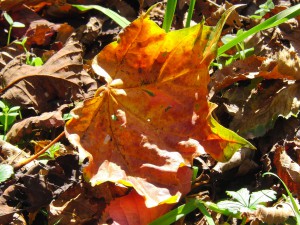 Laub am Boden von Sonnenlicht bestrahlt 2 Laub am Boden von Sonnenlicht bestrahlt 2