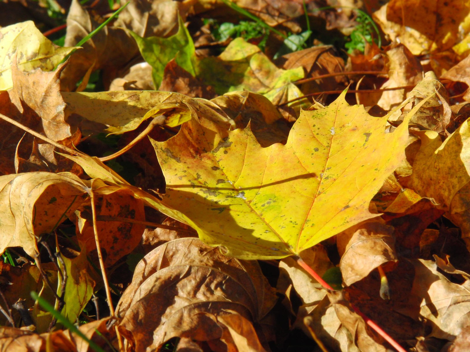 Laub am Boden von Sonnenlicht bestrahlt 1 Laub am Boden von Sonnenlicht bestrahlt 1