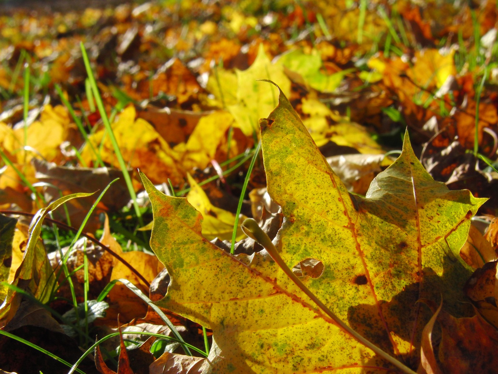 Laub am Boden von Sonnenlicht bestrahlt Laub am Boden von Sonnenlicht bestrahlt