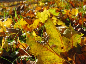 Laub am Boden von Sonnenlicht bestrahlt Laub am Boden von Sonnenlicht bestrahlt