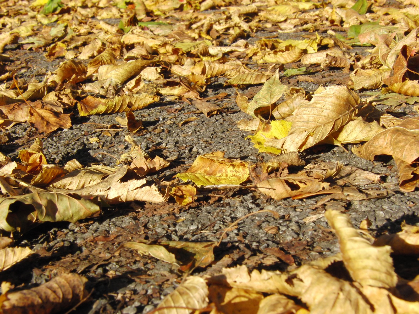 Laub auf Gehweg im Sonnenlicht Laub auf Gehweg im Sonnenlicht