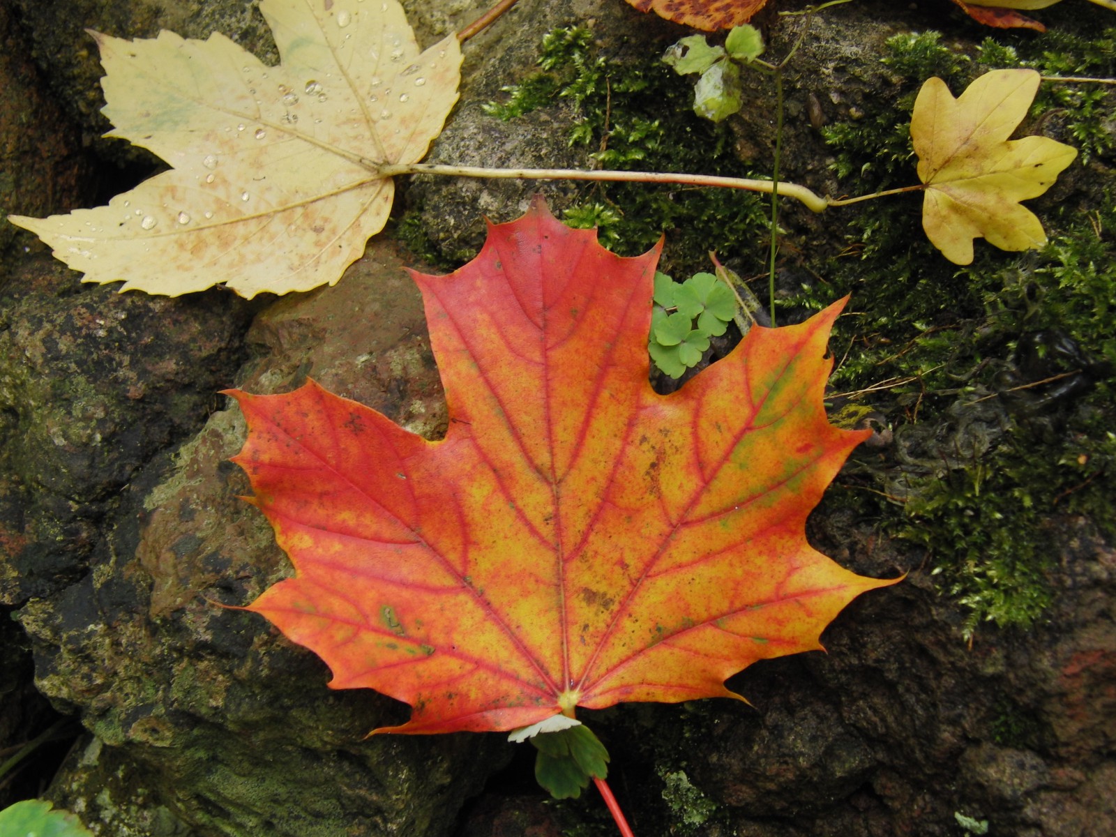 Orange rotes Ahornblatt am Boden Orange rotes Ahornblatt am Boden