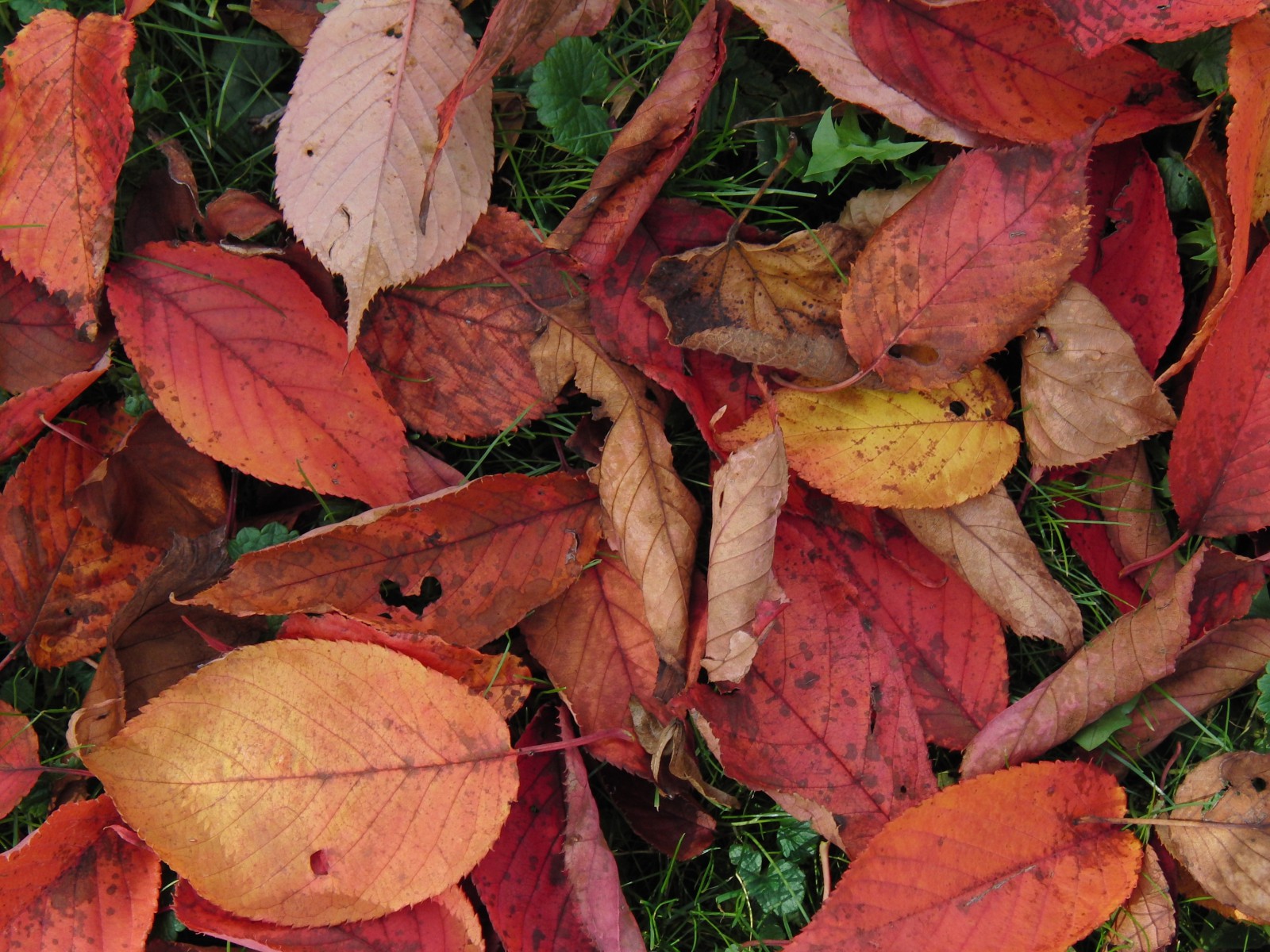 Roter Laubmix am Boden Roter Laubmix am Boden