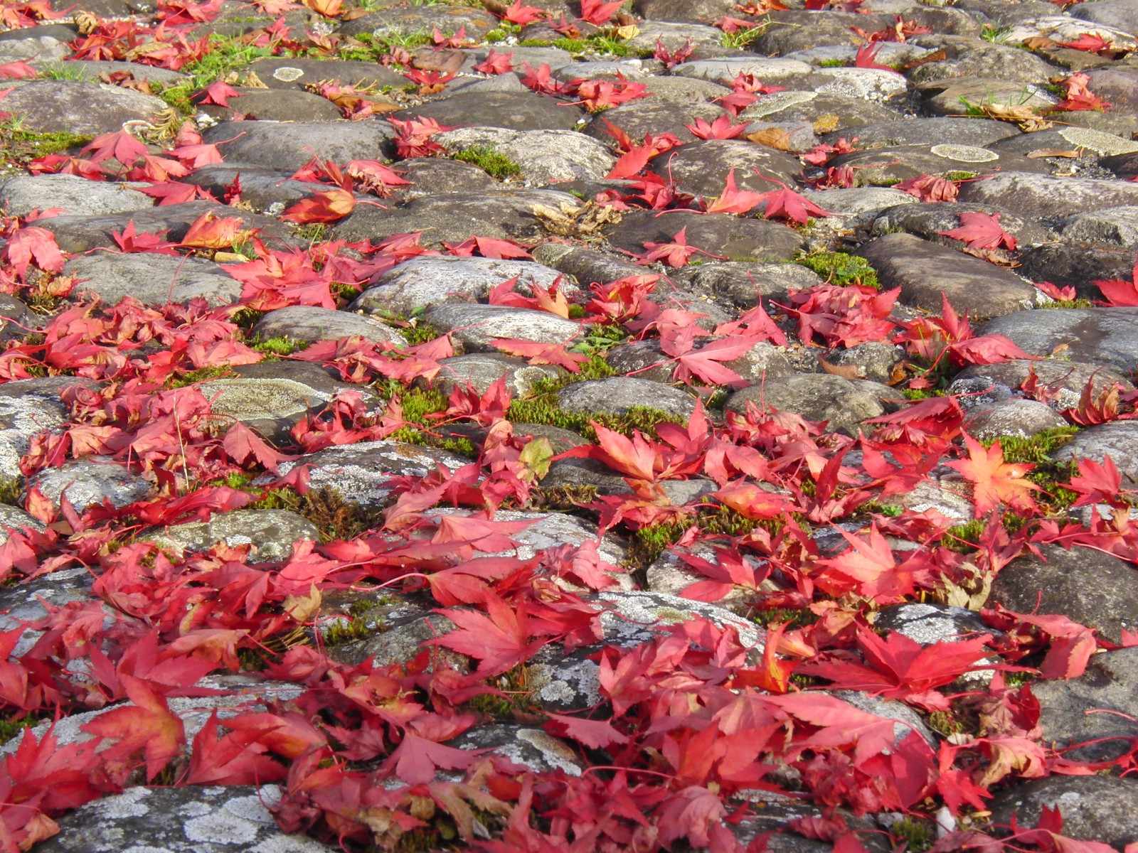 Rotes Ahornlaub auf Pflasterstein Rotes Ahornlaub auf Pflasterstein