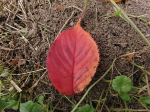 Rotes Herbstblatt am Boden 5 Rotes Herbstblatt am Boden 5