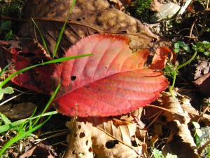 Rotes Herbstblatt am Boden 4 Rotes Herbstblatt am Boden 4