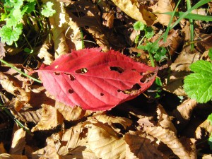 Rotes Herbstblatt am Boden 3 Rotes Herbstblatt am Boden 3