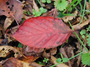 Rotes Herbstblatt am Boden 2 Rotes Herbstblatt am Boden 2