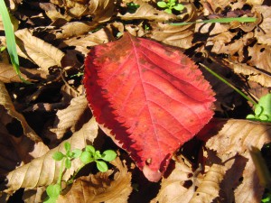Rotes Herbstblatt am Boden 1 Rotes Herbstblatt am Boden 1