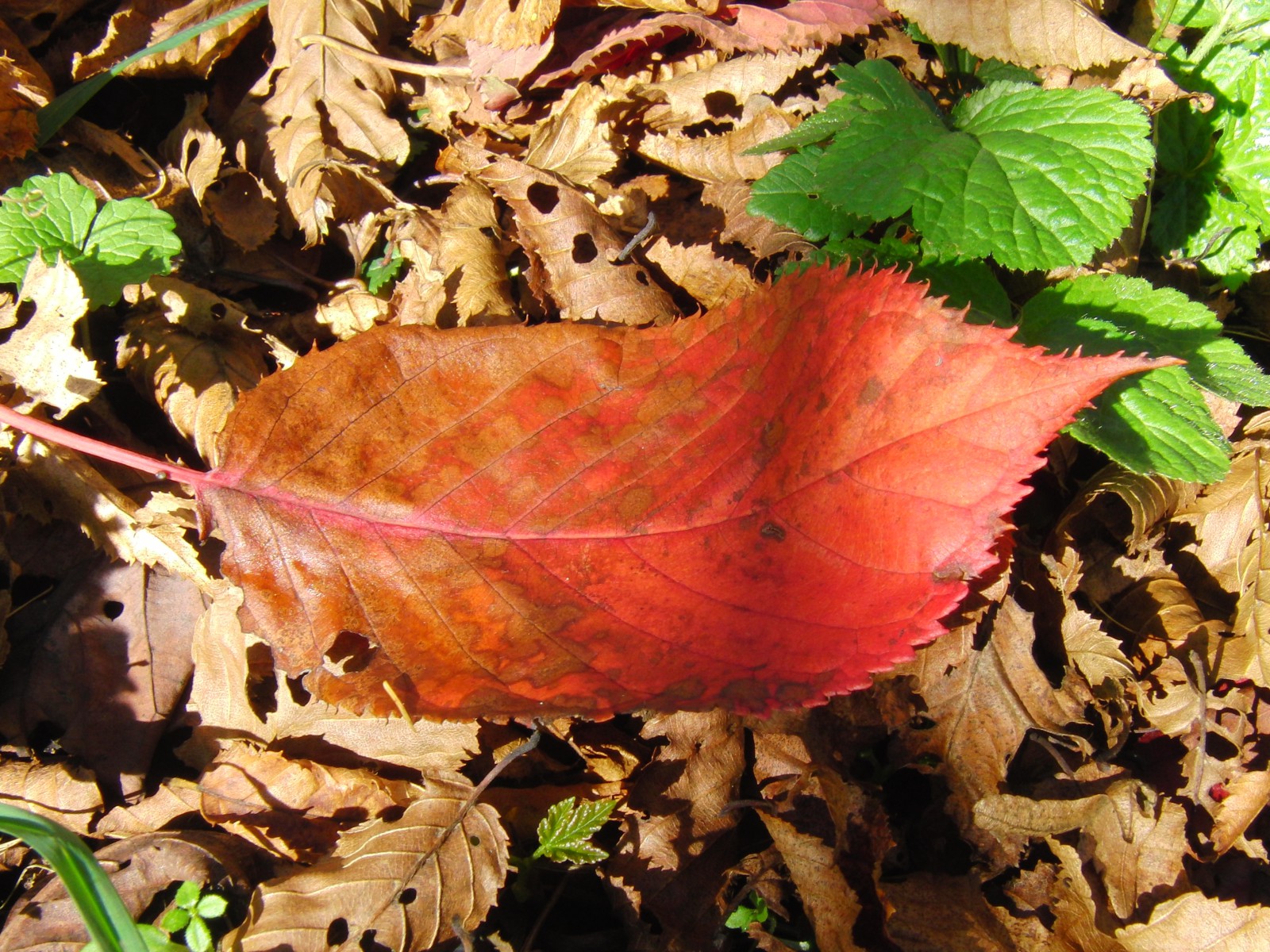 Rotes Herbstblatt am Boden Rotes Herbstblatt am Boden