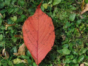 Rotes Herbstblatt auf Wiese 2 Rotes Herbstblatt auf Wiese 2