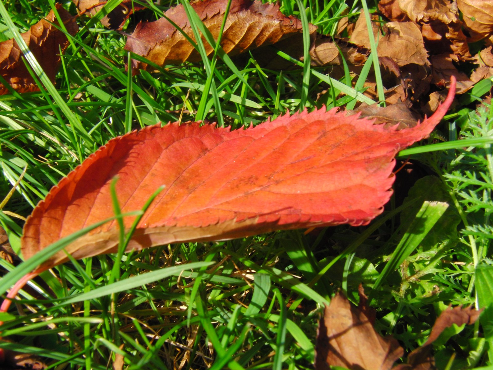 Rotes Herbstblatt auf Wiese Rotes Herbstblatt auf Wiese