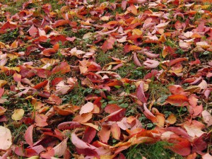 Rotes Laub auf Herbstwiese Rotes Laub auf Herbstwiese