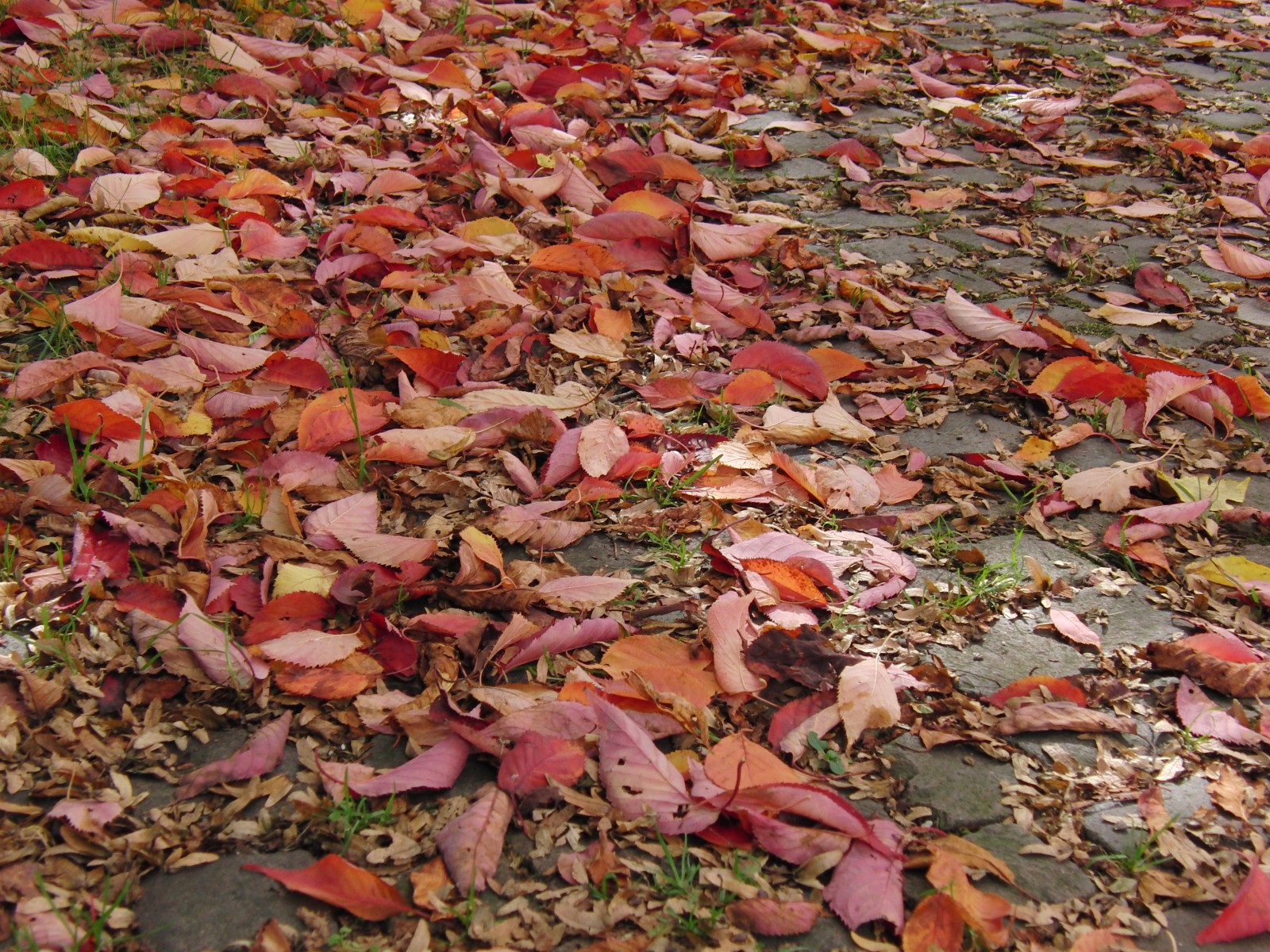 Rotes Laub auf Parkboden Rotes Laub auf Parkboden