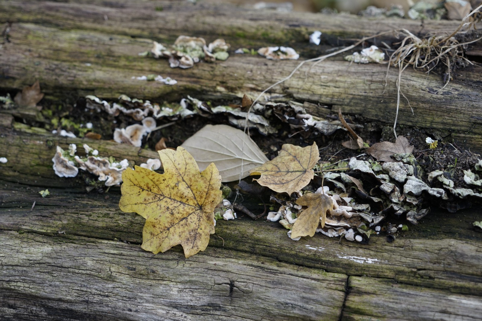 Novemberlaub Novemberlaub