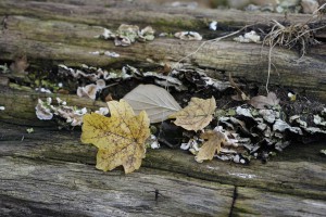 Novemberlaub Novemberlaub