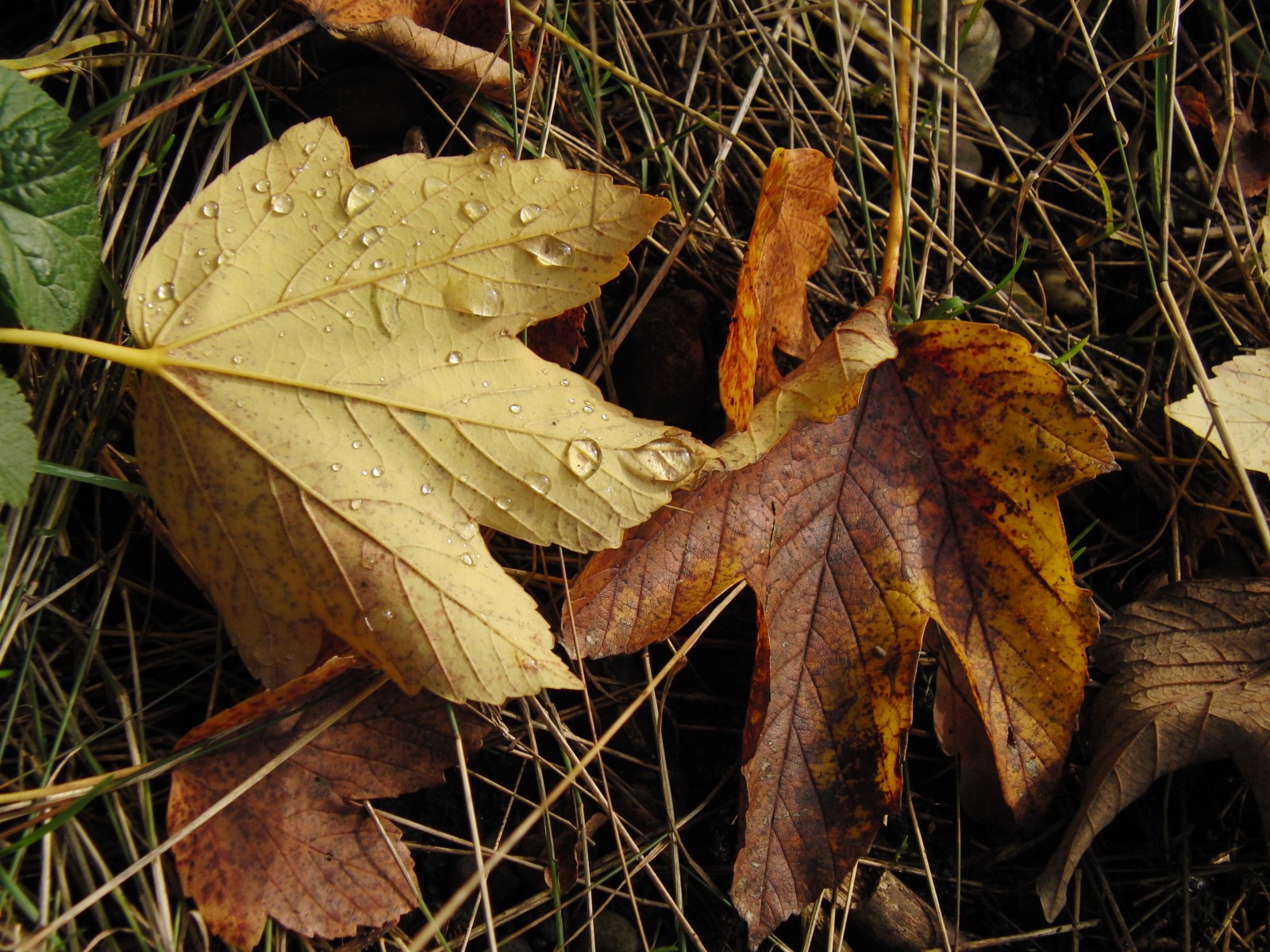 Wassertropfen im Herbstlaub Wassertropfen im Herbstlaub